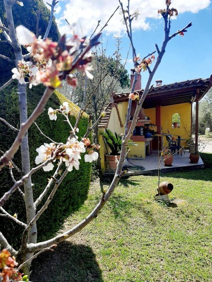 Vasiliki'S House Zacharo , 27054 , Ilias Lejlighed Eksteriør billede
